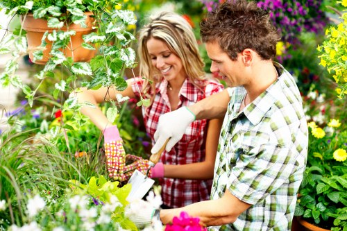 Careful crown pruning to improve light and shape in a local garden