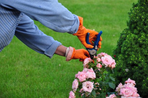 Local arborist assessing a dense tree crown near a Goldersgreen property